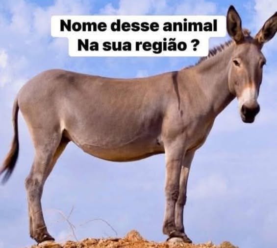 Pode ser uma imagem de animal e texto que diz "Nome desse animal Na sua região?"