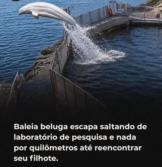 Pode ser uma imagem de texto que diz "Baleia Baleia beluga saltando de laboratório de pesquisa e nada por quilômetros até reencontrar seu filhote."